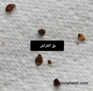 بق الفراش