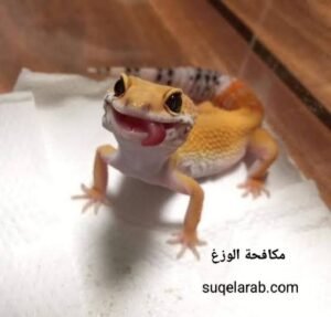 مكافحة الوزغ