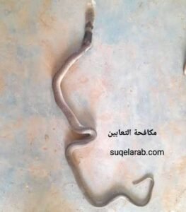 مكافحة الثعابين